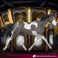 Horse Color:Grullo Splash Tobiano