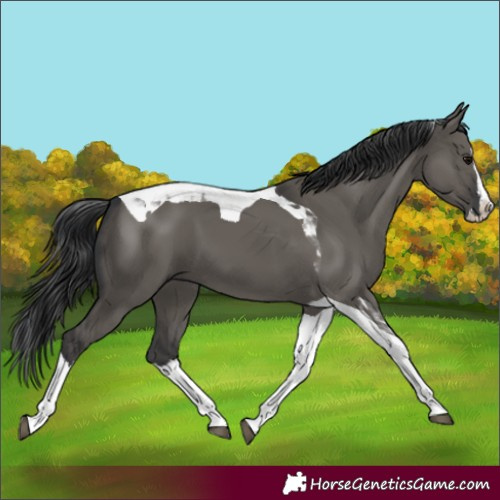 Horse Color:Grullo Splash Tobiano