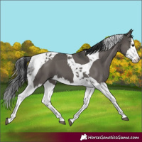 Horse Color:Grullo Splash Tobiano 