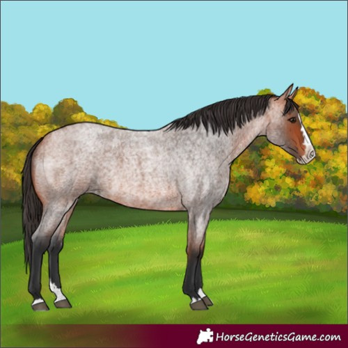 Horse Color:Bay Roan Splash 