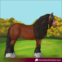 Horse Color:Gray Bay 