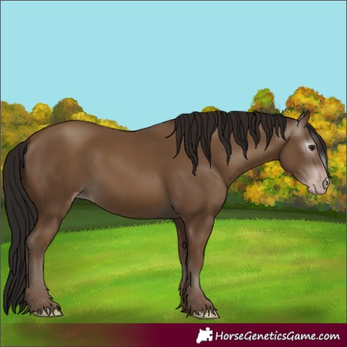 Horse Color:Gray Classic Champagne