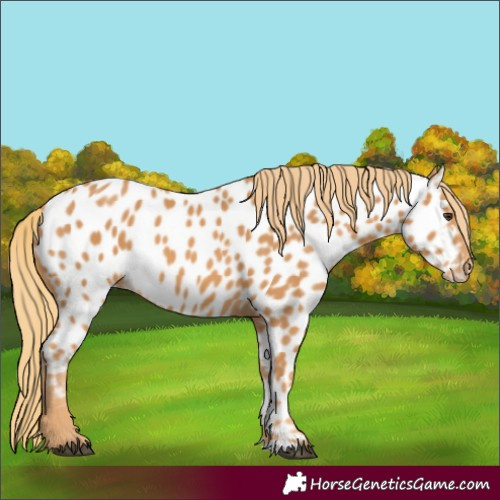 Horse Color:Chestnut Near Leopard 