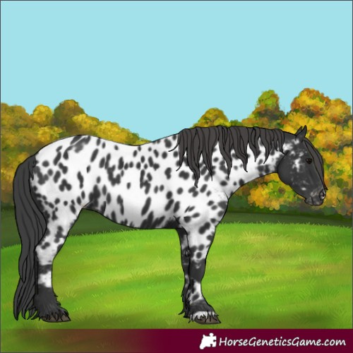 Horse Color:Black Appaloosa 