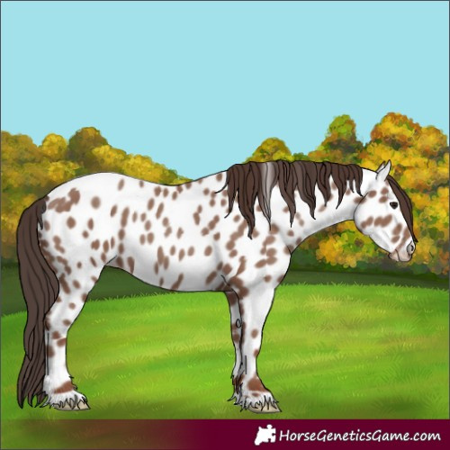 Horse Color:Classic Champagne Appaloosa