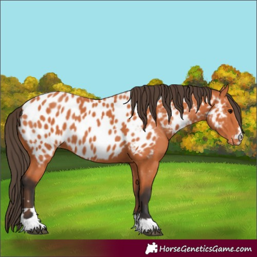 Horse Color:Bay Near Leopard