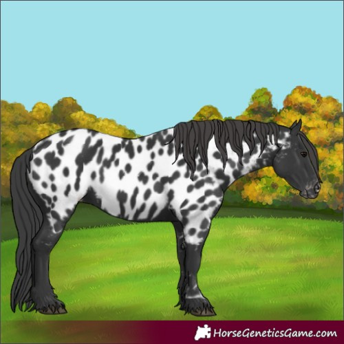 Horse Color:Black Appaloosa 