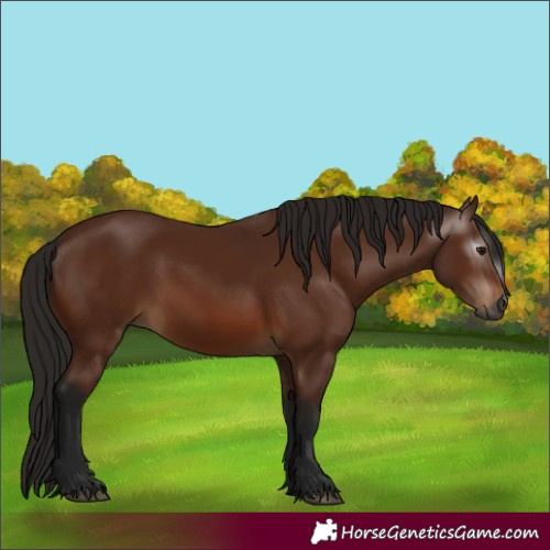 Horse Color:Gray Bay