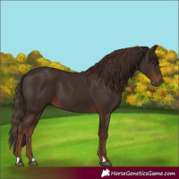 Horse Color:Liver Chestnut and Liver Chestnut