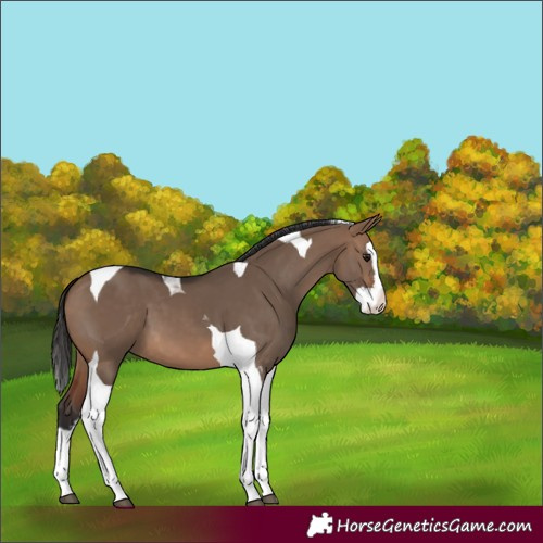 Horse Color:Brown Dun Splash Tobiano