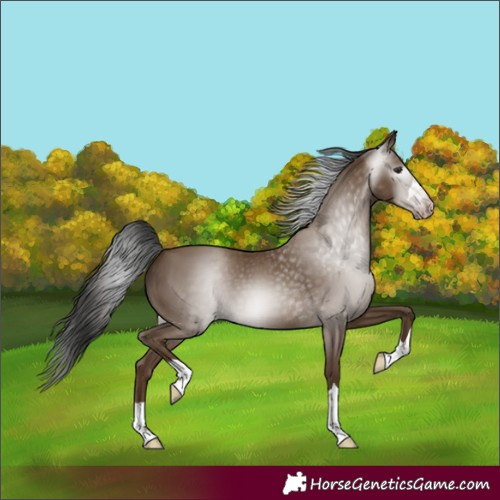 Horse Color:Gray Classic Champagne