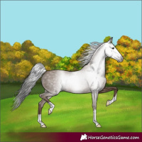 Horse Color:Gray Classic Champagne