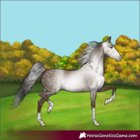 Horse Color:Gray Classic Champagne 