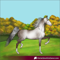 Horse Color:Gray Classic Champagne 