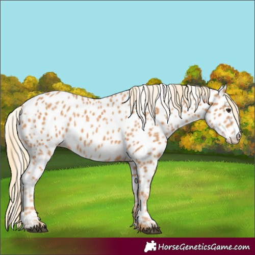 Horse Color:Chestnut Appaloosa 