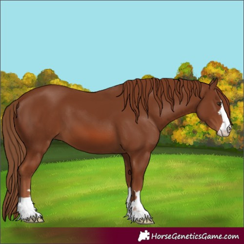 Horse Color:Chestnut 