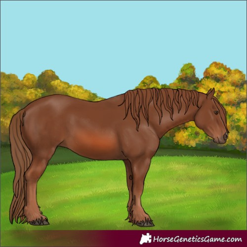 Horse Color:Chestnut 