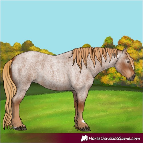 Horse Color:Gray Red Roan 