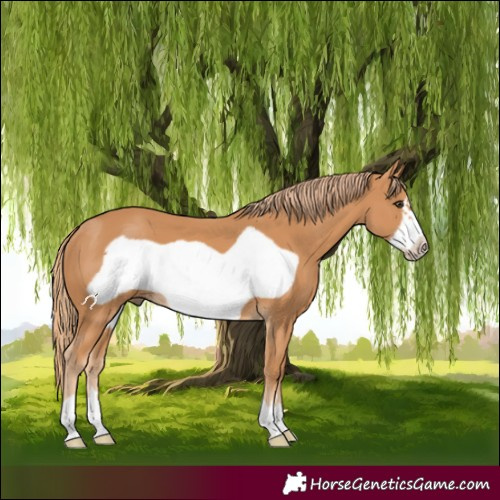 Horse Color:Chestnut Frame 