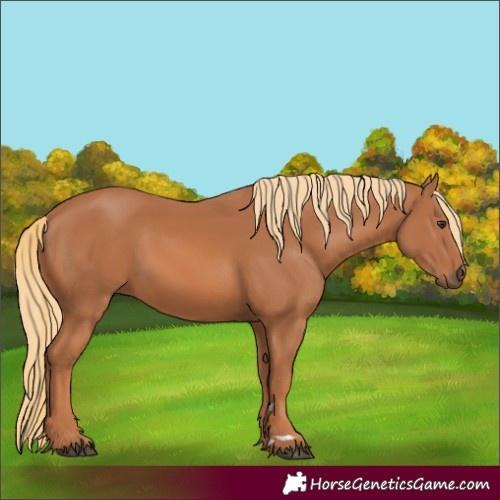 Horse Color:Chestnut 