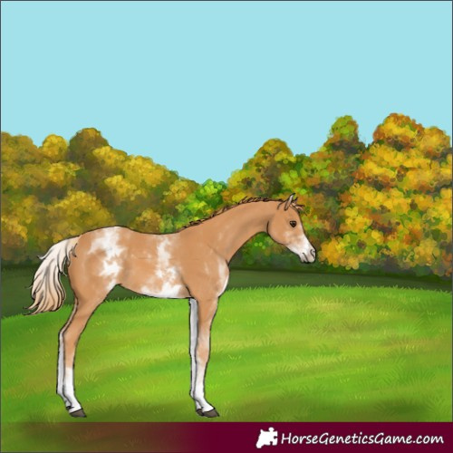 Horse Color:White Spotted Chestnut 
