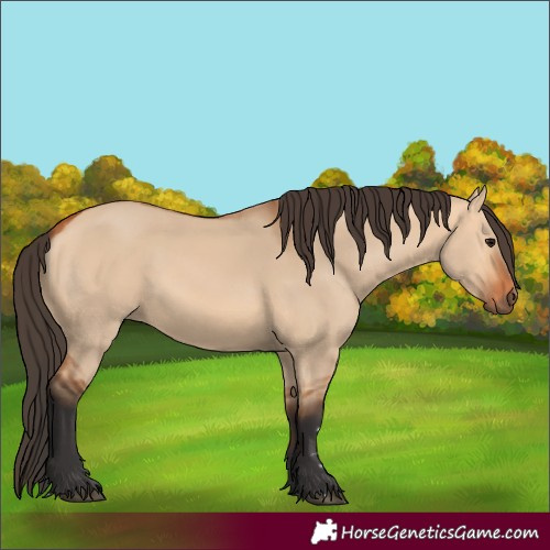 Horse Color:Bay Dun 