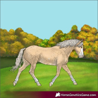 Horse Color:Palomino 