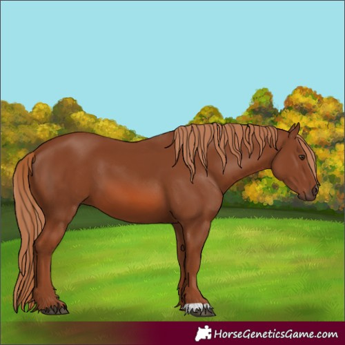 Horse Color:Chestnut 
