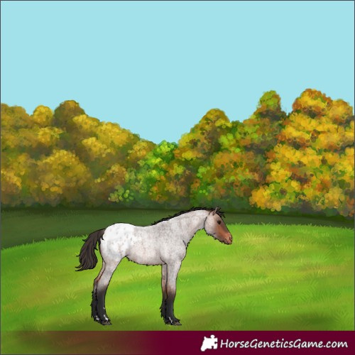 Horse Color:Bay Roan Appaloosa