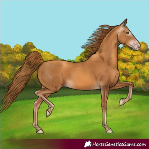 Horse Color:Gray Gold Champagne
