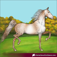Horse Color:Gray Gold Champagne