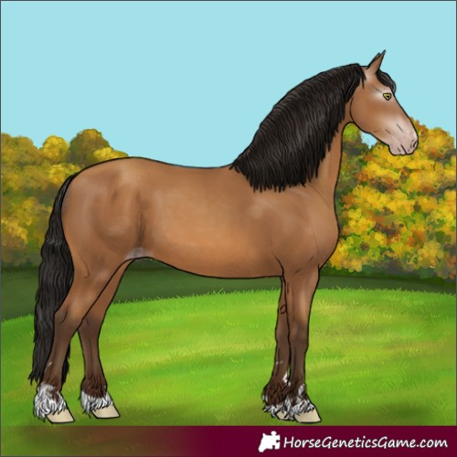Horse Color:Gray Amber Champagne 