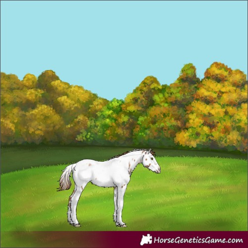 Horse Color:Liver Chestnut Pearl Tobiano Frame Appaloosa