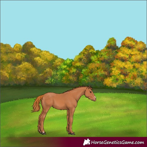 Horse Color:Chestnut Appaloosa 