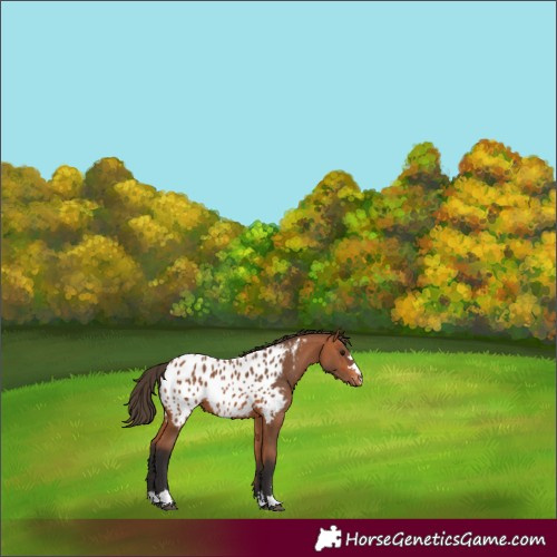 Horse Color:Bay Appaloosa