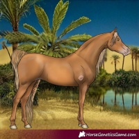 Horse Color:Gray Gold Champagne 