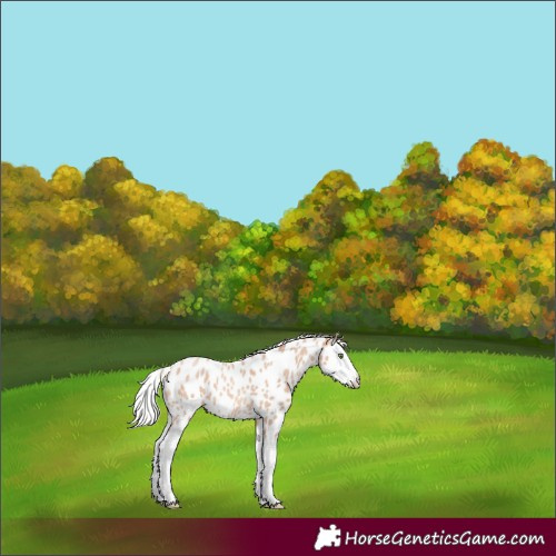 Horse Color:Silver Amber Champagne Roan Splash Appaloosa 