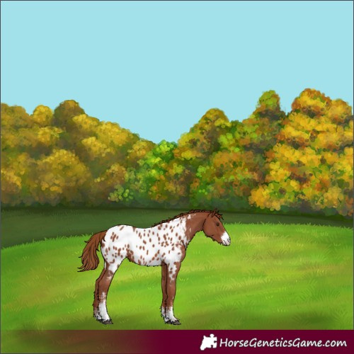 Horse Color:Chestnut Sabino Appaloosa 