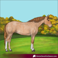 Horse Color:Red Roan Tobiano 