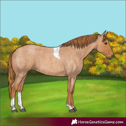 Horse Color:Red Roan Tobiano 