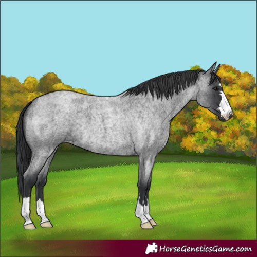 Horse Color:Blue Roan 