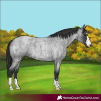 Horse Color:Blue Roan 