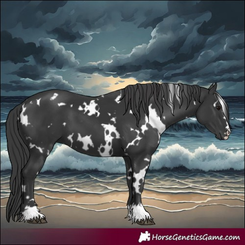 Horse Color:White Spotted Black