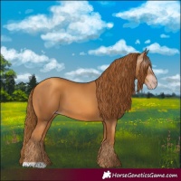 Horse Color:Gray Gold Champagne 