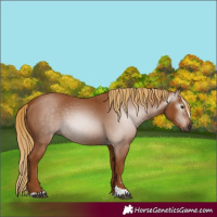 Horse Color:Gray Chestnut 