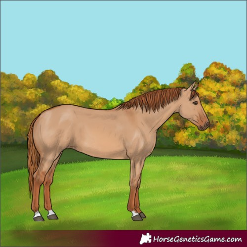 Horse Color:Unknown 