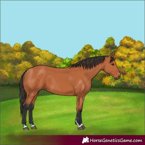 Horse Color:Unknown 