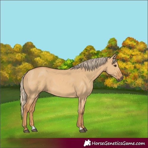 Horse Color:Unknown 