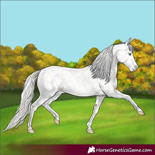 Horse Color:Cremello Dun Leopard 