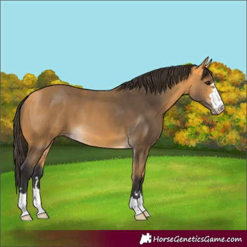 Horse Color:Buckskin 
